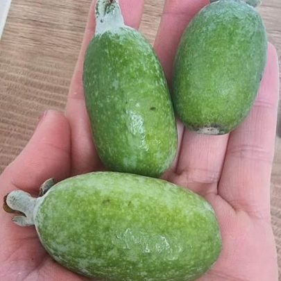 Feijoa - Feijoa sellowiana