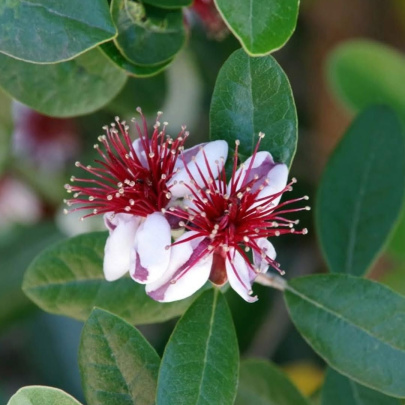Feijoa - Feijoa sellowiana