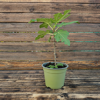 Smokva mini stablo - Ficus carica
