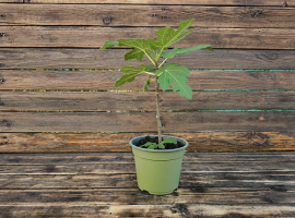 Smokva mini stablo - Ficus carica