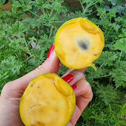Indijanska banana - Asimina triloba 