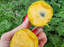 Indijanska banana - Asimina triloba 