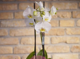 Orchid - decorated plant