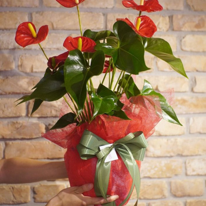 Anthurium - dekorirana lončanica