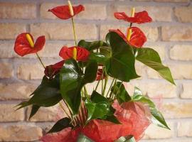 Anthurium - dekorirana lončanica
