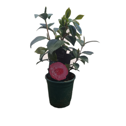 Camellia - Camellia japonica