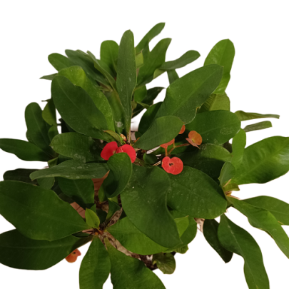 Kristov trn - Euphorbia milli