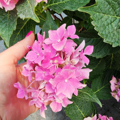 Hortenzija - Hydrangea macrophylla