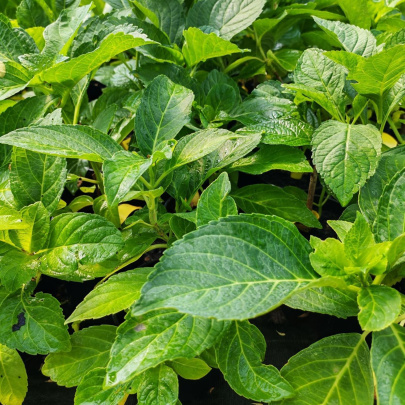 Hortenzija - Hydrangea macrophylla
