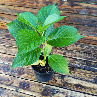 Hortenzija - Hydrangea macrophylla