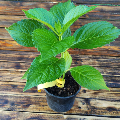 Hortenzija - Hydrangea macrophylla