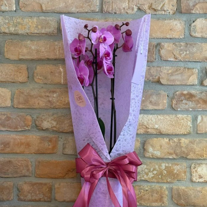 Orhideja - dekorirana lončanica