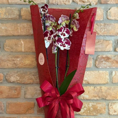 Orhideja - dekorirana lončanica