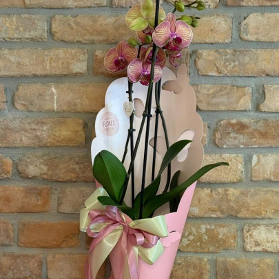 Orhideja - dekorirana lončanica