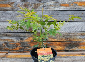 Banksova ruža manja - Rosa banksiae Lutea