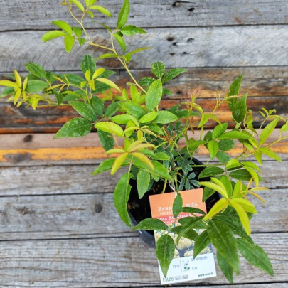 Banksova ruža manja - Rosa banksiae Lutea