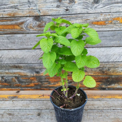 Menta - Mentha Rotundifolia