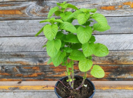 Menta - Mentha Rotundifolia