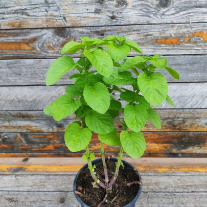 Menta - Mentha Rotundifolia