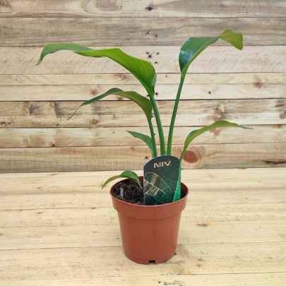 Rajska ptica - Strelitzia Reginae