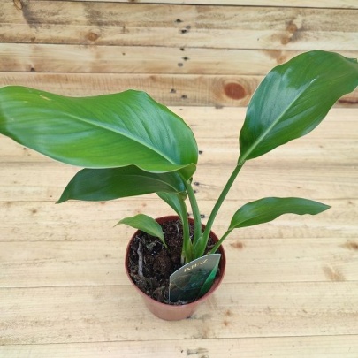 Rajska ptica - Strelitzia Reginae