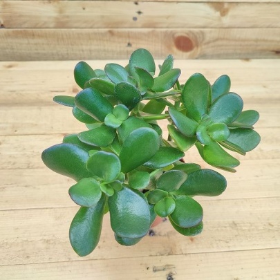 Mala tustika, drvo žada - Crassula ovata