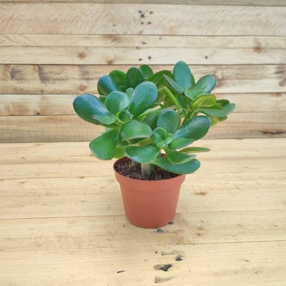 Mala tustika, drvo žada - Crassula ovata