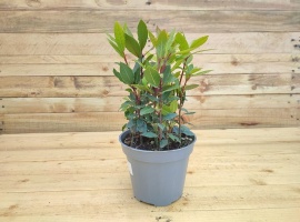 Lovor - Laurus nobilis