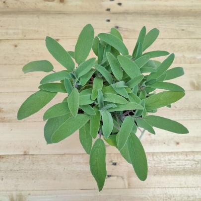 Kadulja - Salvia officinalis