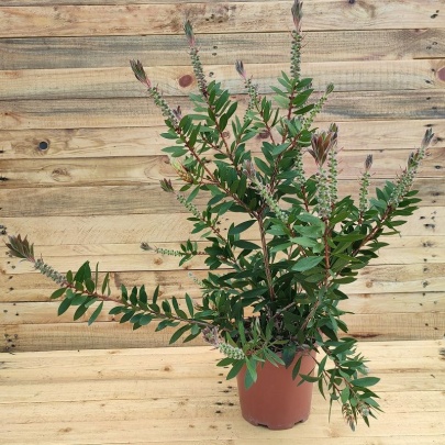Crimson bottlebrush - Callistemon laevis