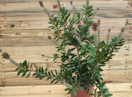 Četkovac - Callistemon laevis