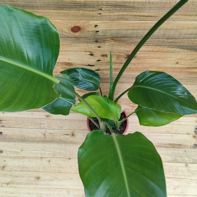 Bijela strelitzia veća - Strelitzia Nicolai