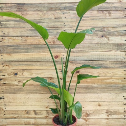 Bijela strelitzia veća - Strelitzia Nicolai