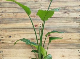 Bijela strelitzia veća - Strelitzia Nicolai