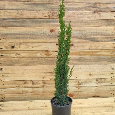 Cypress - Cupressus sempervirens pyramidalis