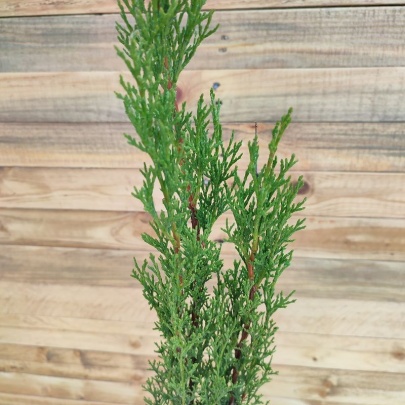 Cypress - Cupressus sempervirens pyramidalis