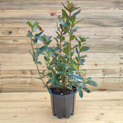 Strawberry tree - Arbutus unedo