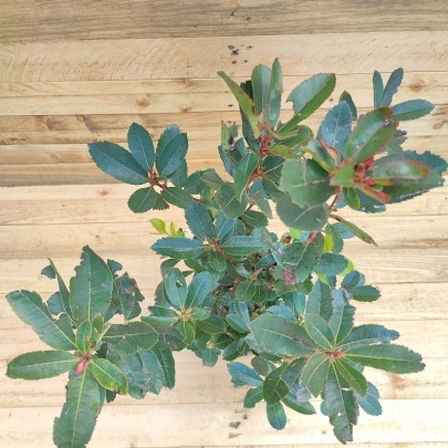 Strawberry tree - Arbutus unedo