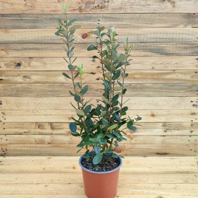 Feijoa - Feijoa sellowiana