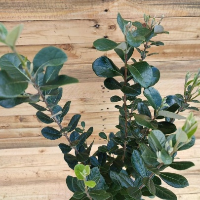 Feijoa - Feijoa sellowiana