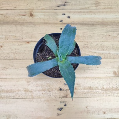 Century plant - Agave americana