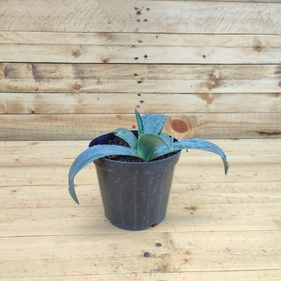 Century plant - Agave americana