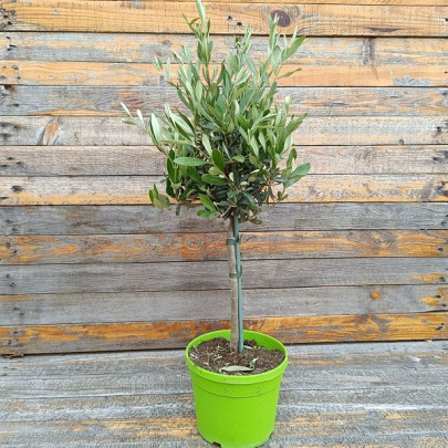 Maslina mini stablo - Olea Europaea