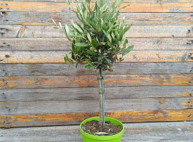 Maslina mini stablo - Olea Europaea