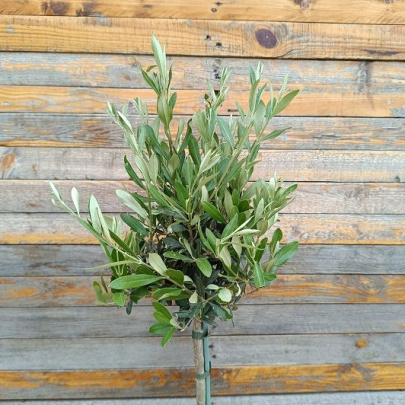 Maslina mini stablo - Olea Europaea