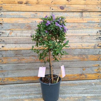 Blue potato bush - Solanum rantonetti