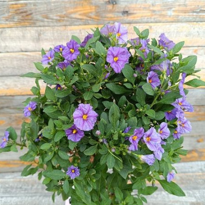 Blue potato bush - Solanum rantonetti
