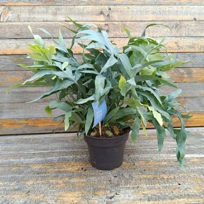 Blue Star Fern - Phlebodium blue star