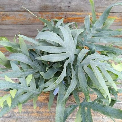 Blue Star Fern - Phlebodium blue star