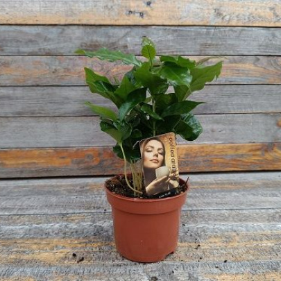 Kavino drvo - Coffea arabica